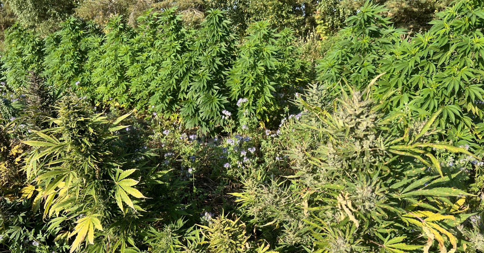 Flowering hemp in sunlight on a field on Gotland, with blue phacelia as a companion crop between the rows.