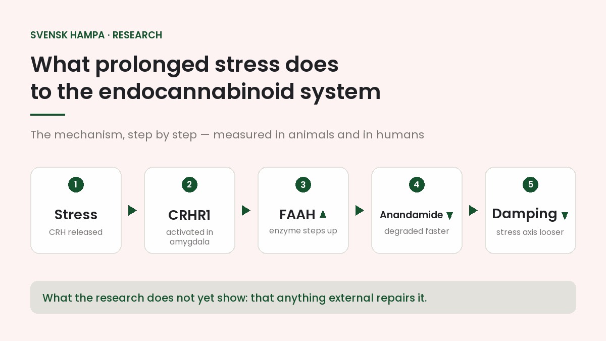Diagram of the stress cascade: stress releases CRH, which activates CRHR1 in the amygdala, increasing FAAH activity and lowering anandamide levels.