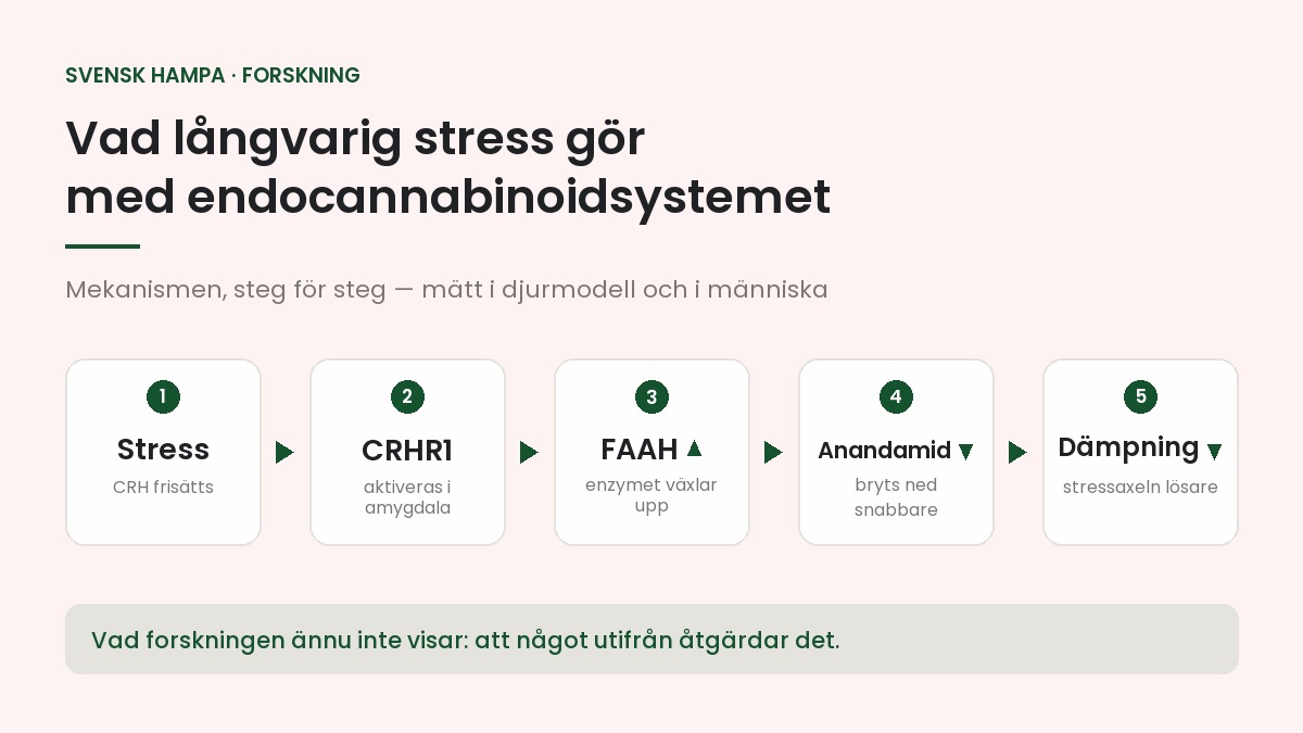 Diagram över stresskaskaden: stress frisätter CRH, som aktiverar CRHR1 i amygdala, vilket ökar FAAH-aktiviteten och sänker anandamidnivåerna.